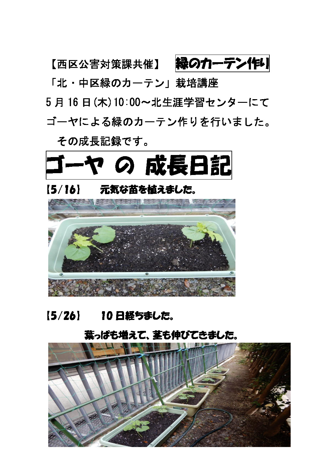 R6ゴーヤ成長日記のサムネイル