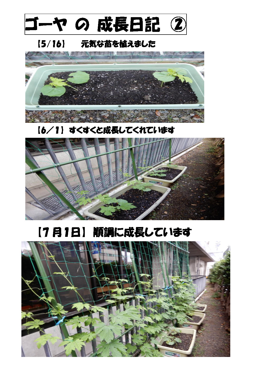 ゴーヤ の 成長日記２のサムネイル