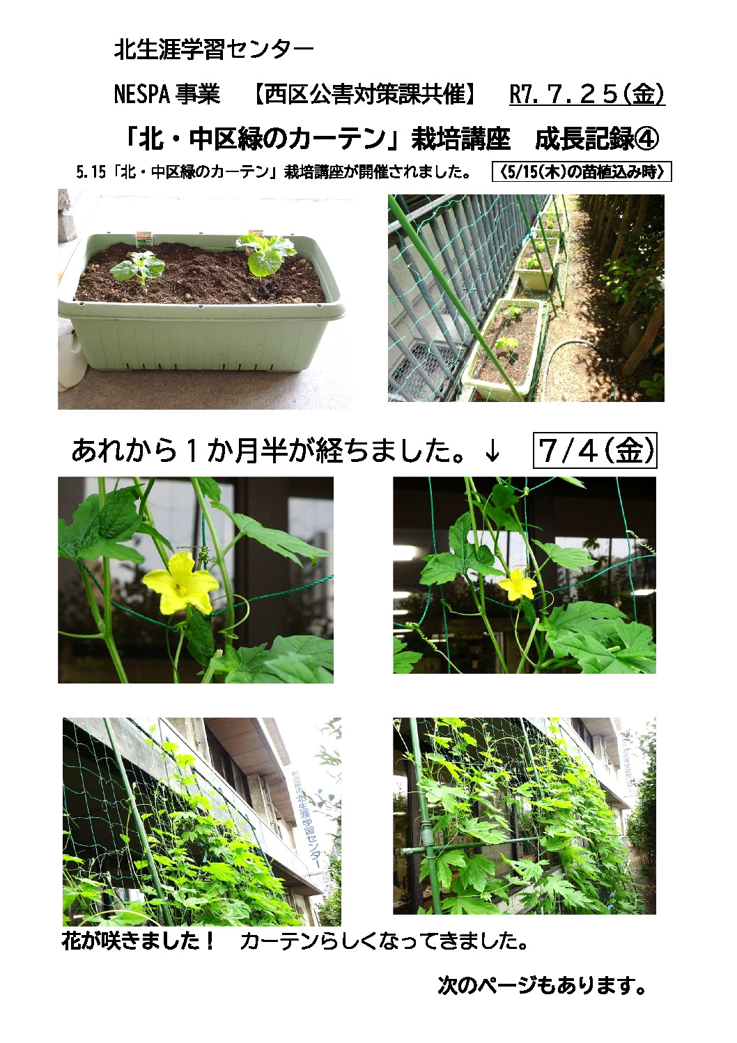 7.25ゴーヤブログ④のサムネイル