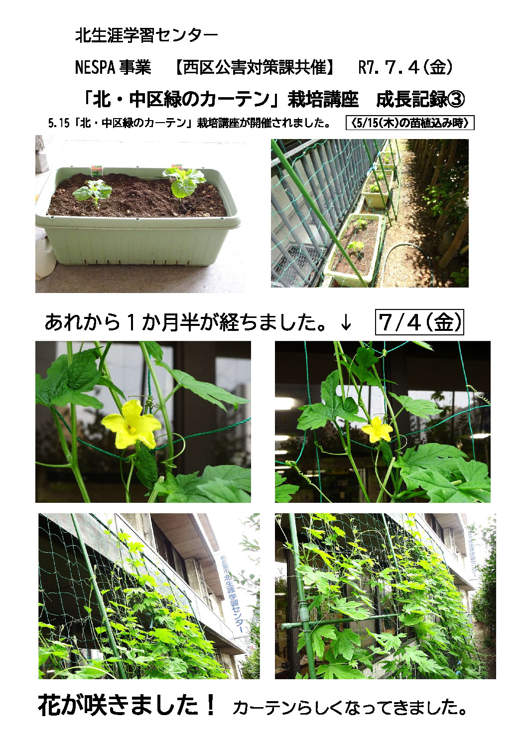 7.4ゴーヤブログ③のサムネイル