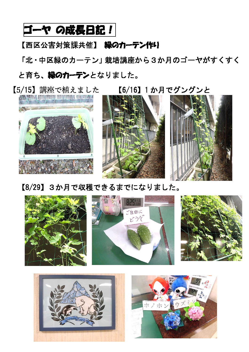 R8.29ゴーヤ収穫しましたのサムネイル