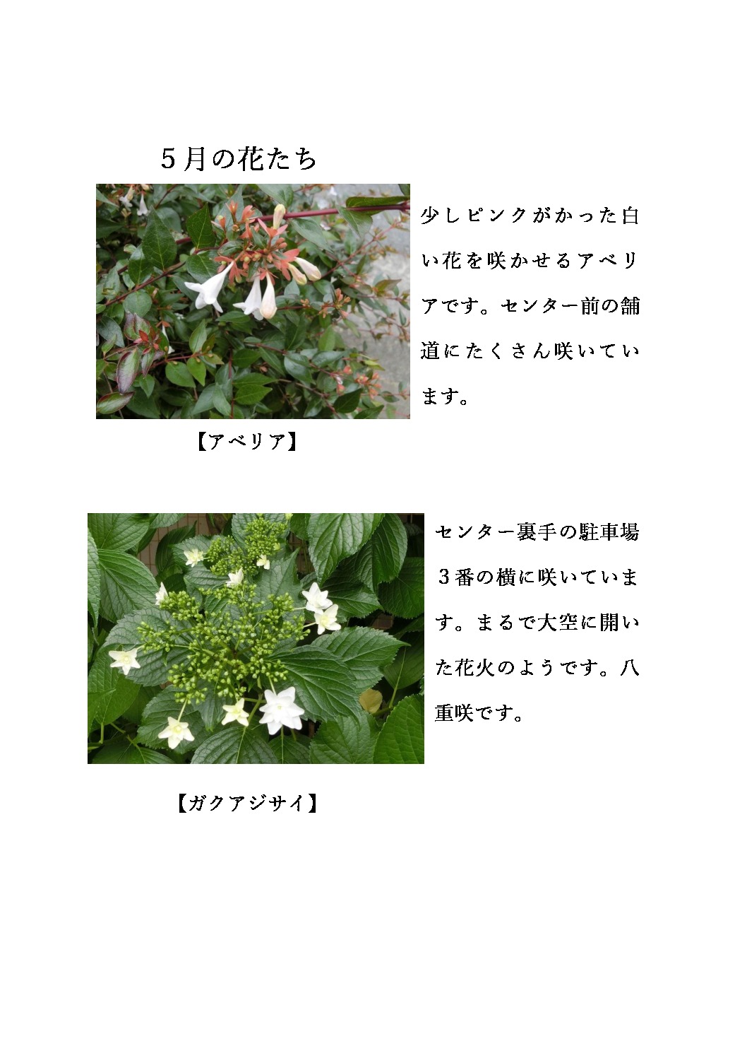 thumbnail of ５月の花たち