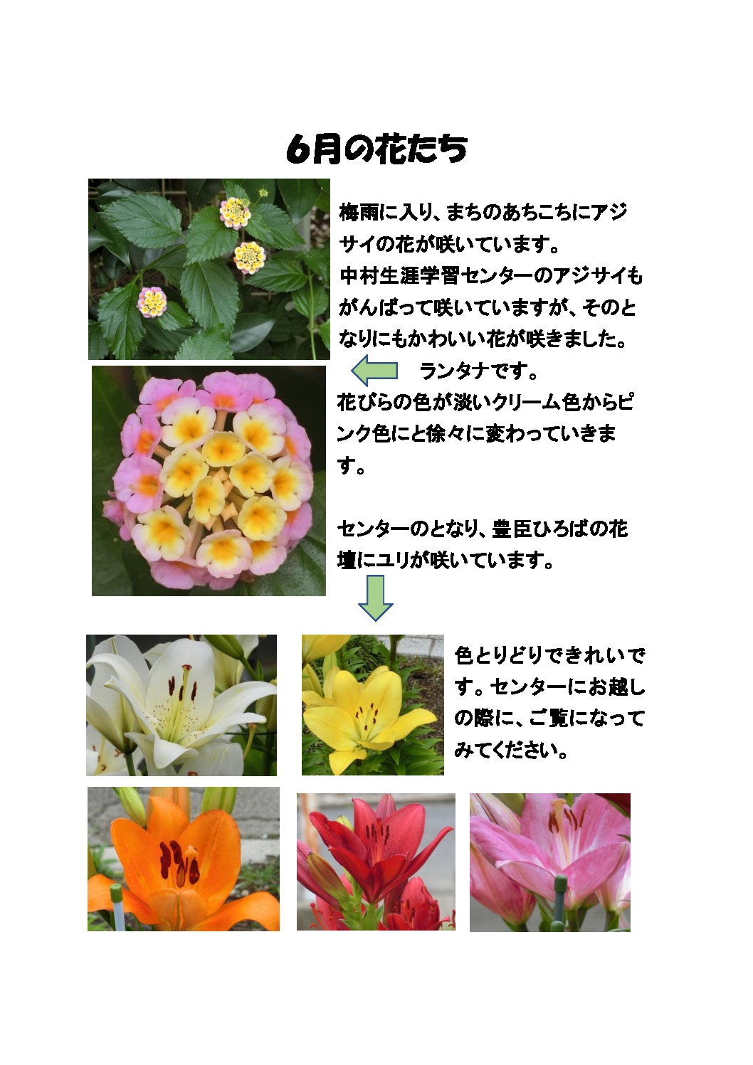 thumbnail of ６月の花たち