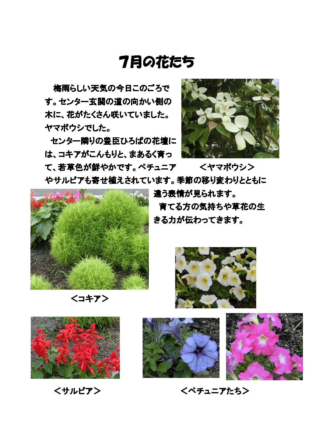 thumbnail of ７月の花たち