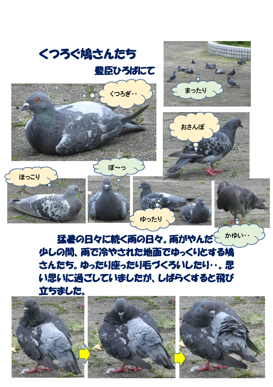 thumbnail of くつろぐ鳩さんたち