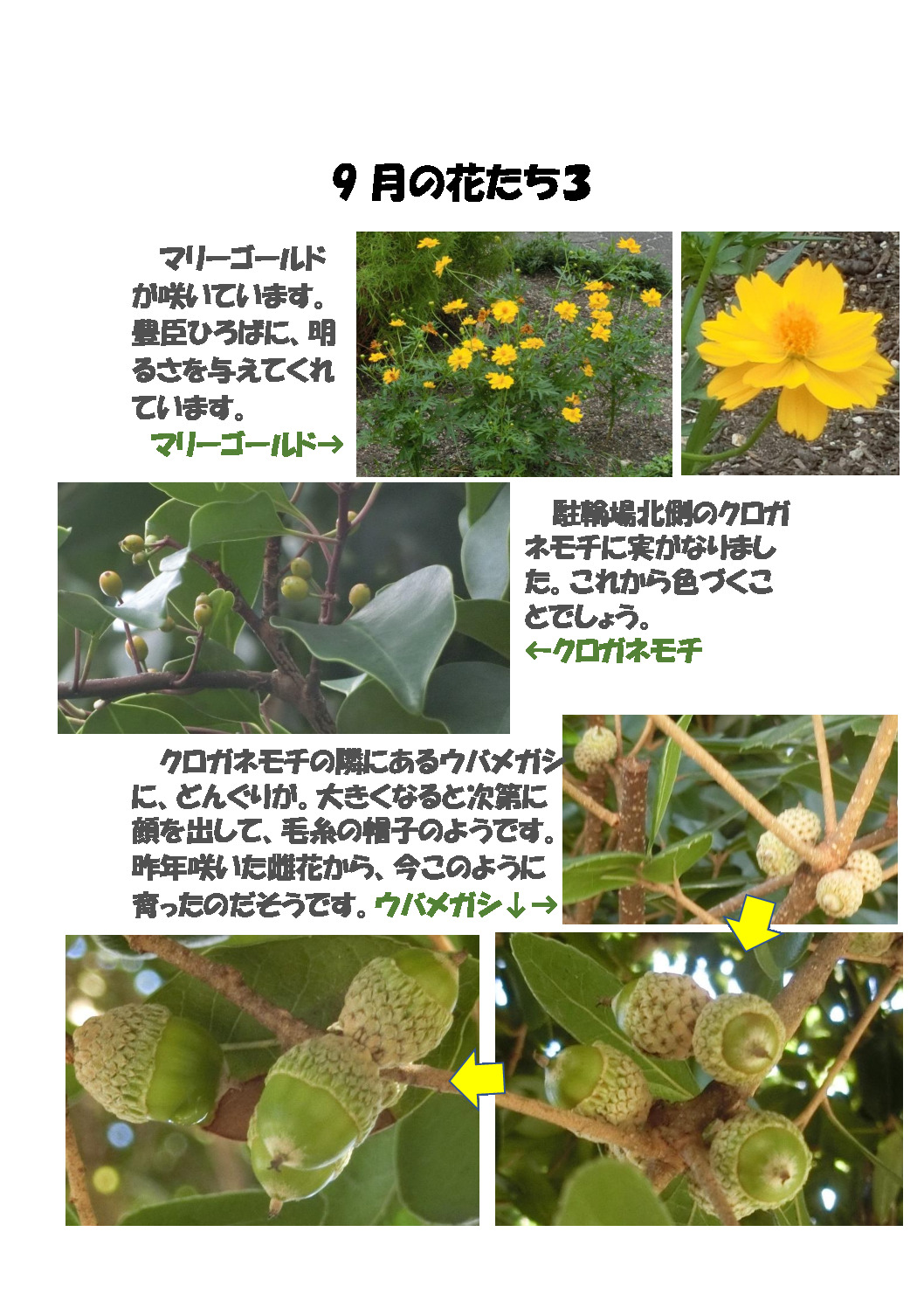 thumbnail of ９月の花たち３