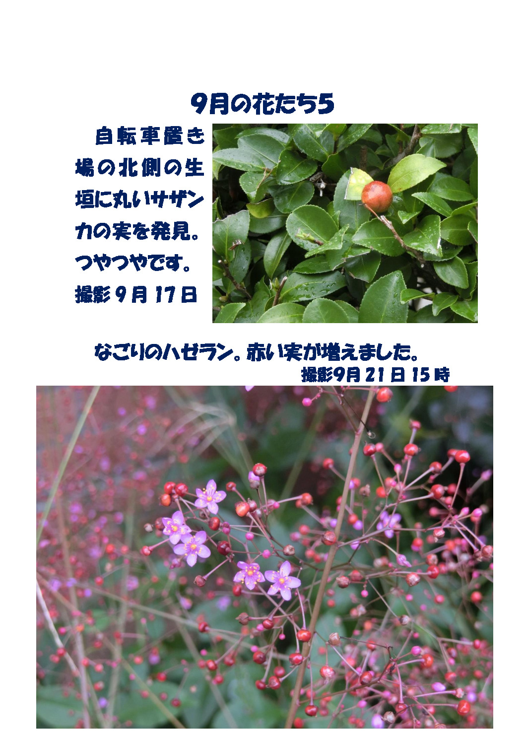 thumbnail of ９月の花たち５