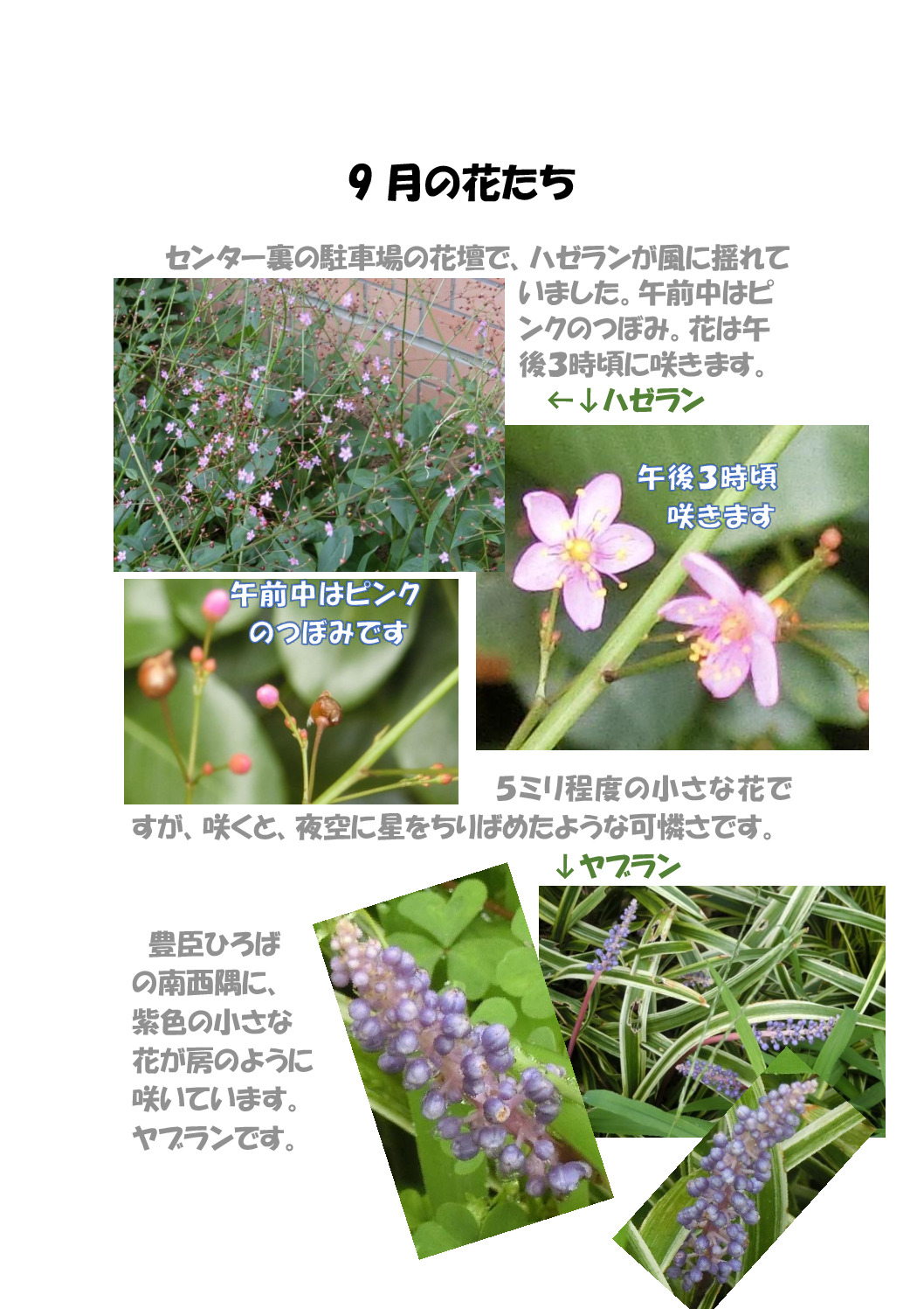 thumbnail of ９月の花たち