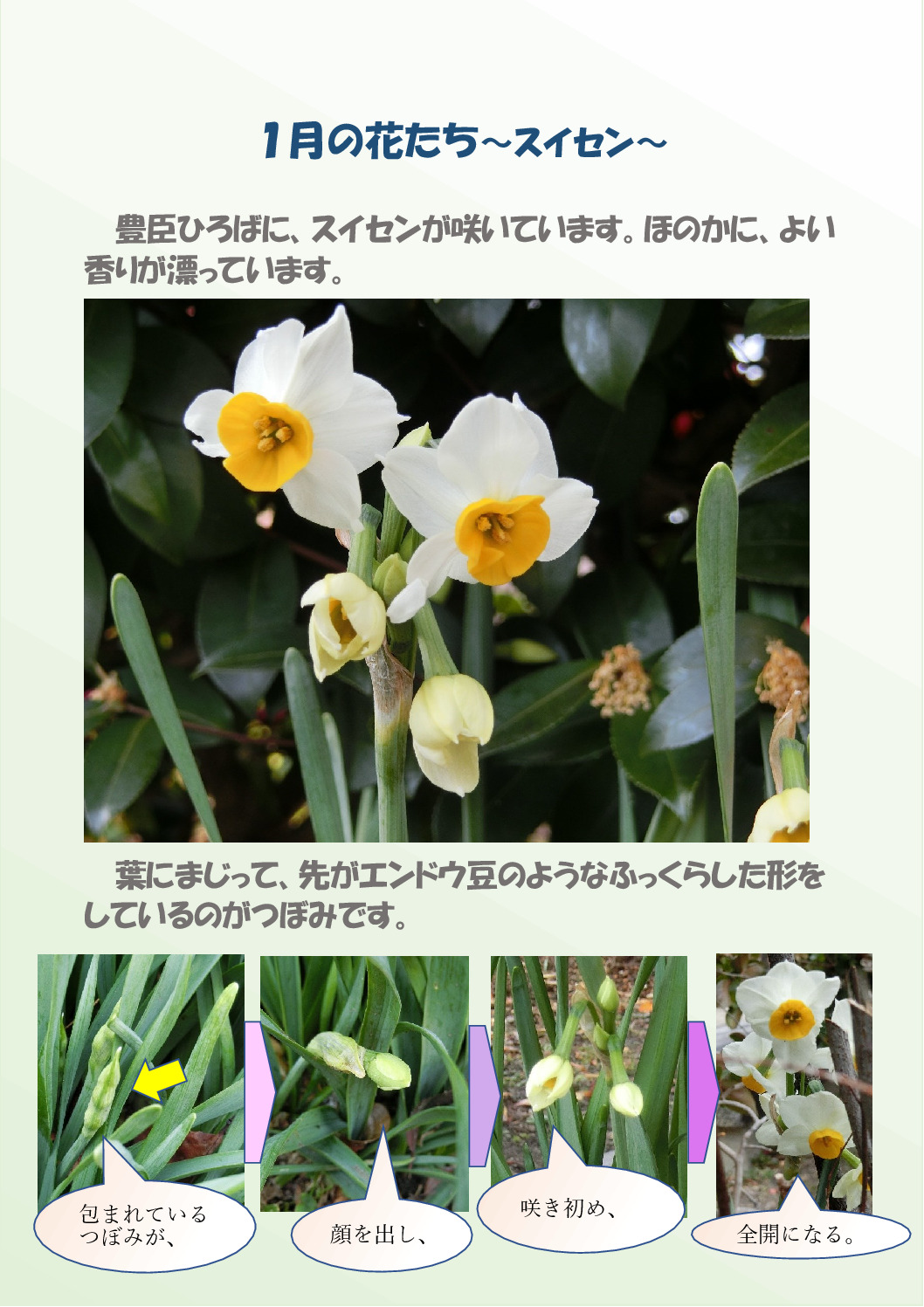 thumbnail of １月の花たち