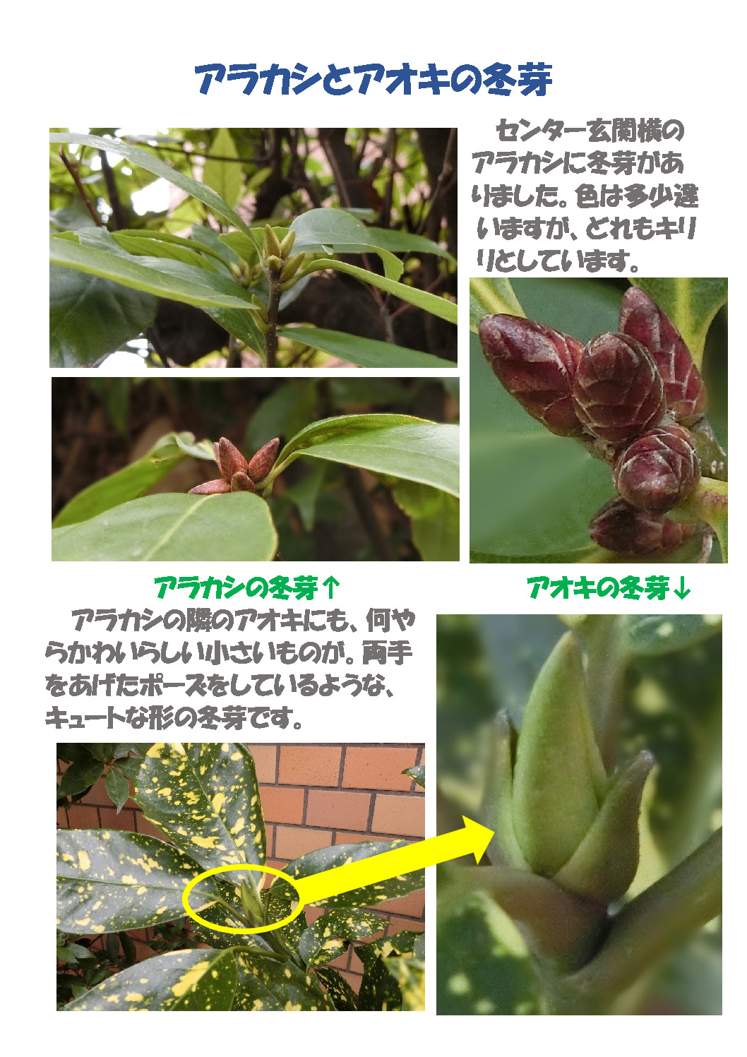 thumbnail of アオキの新芽