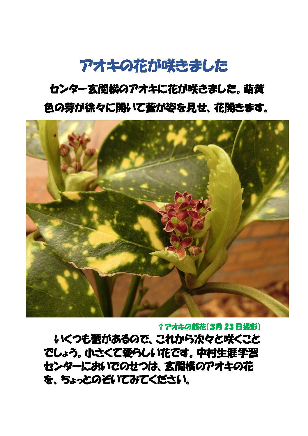 thumbnail of アオキの花