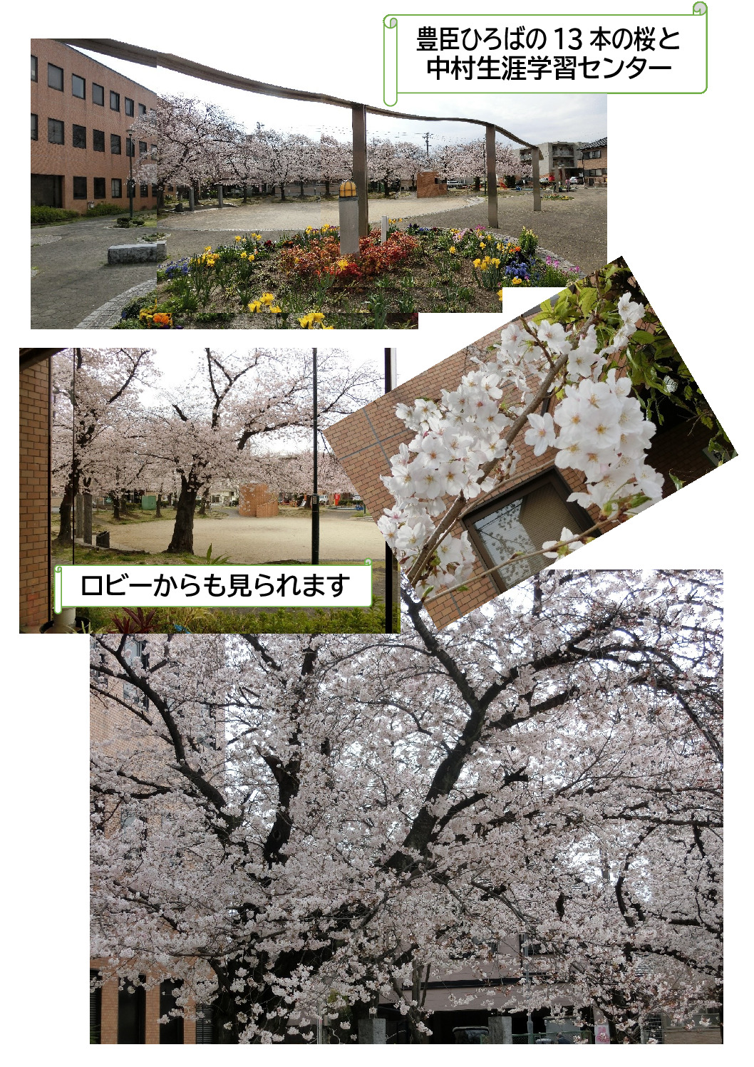 thumbnail of 桜が見ごろ4