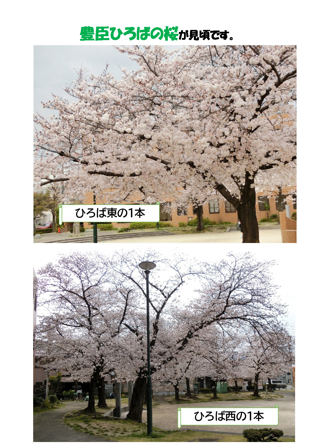 thumbnail of 桜が見ごろ3