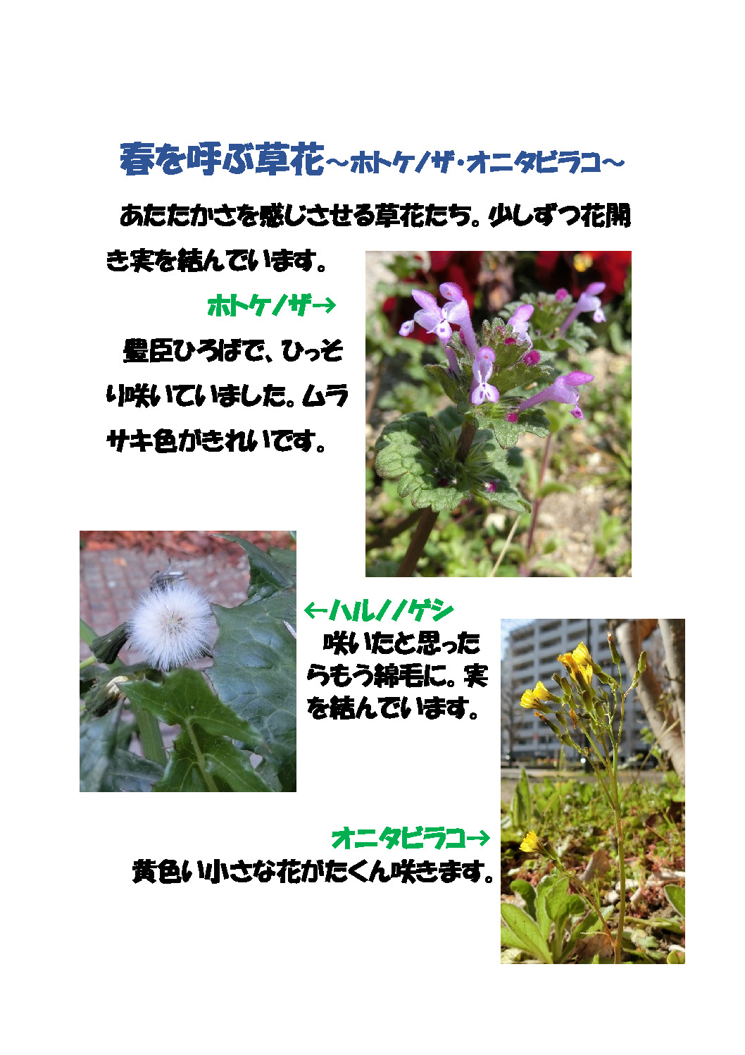 thumbnail of 春を呼ぶ草花