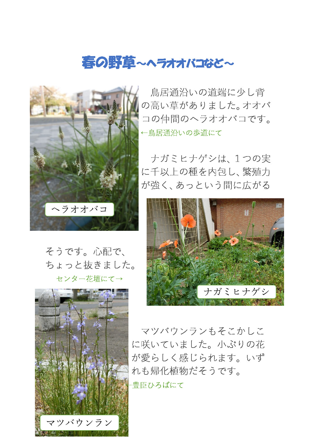 thumbnail of 春の野草