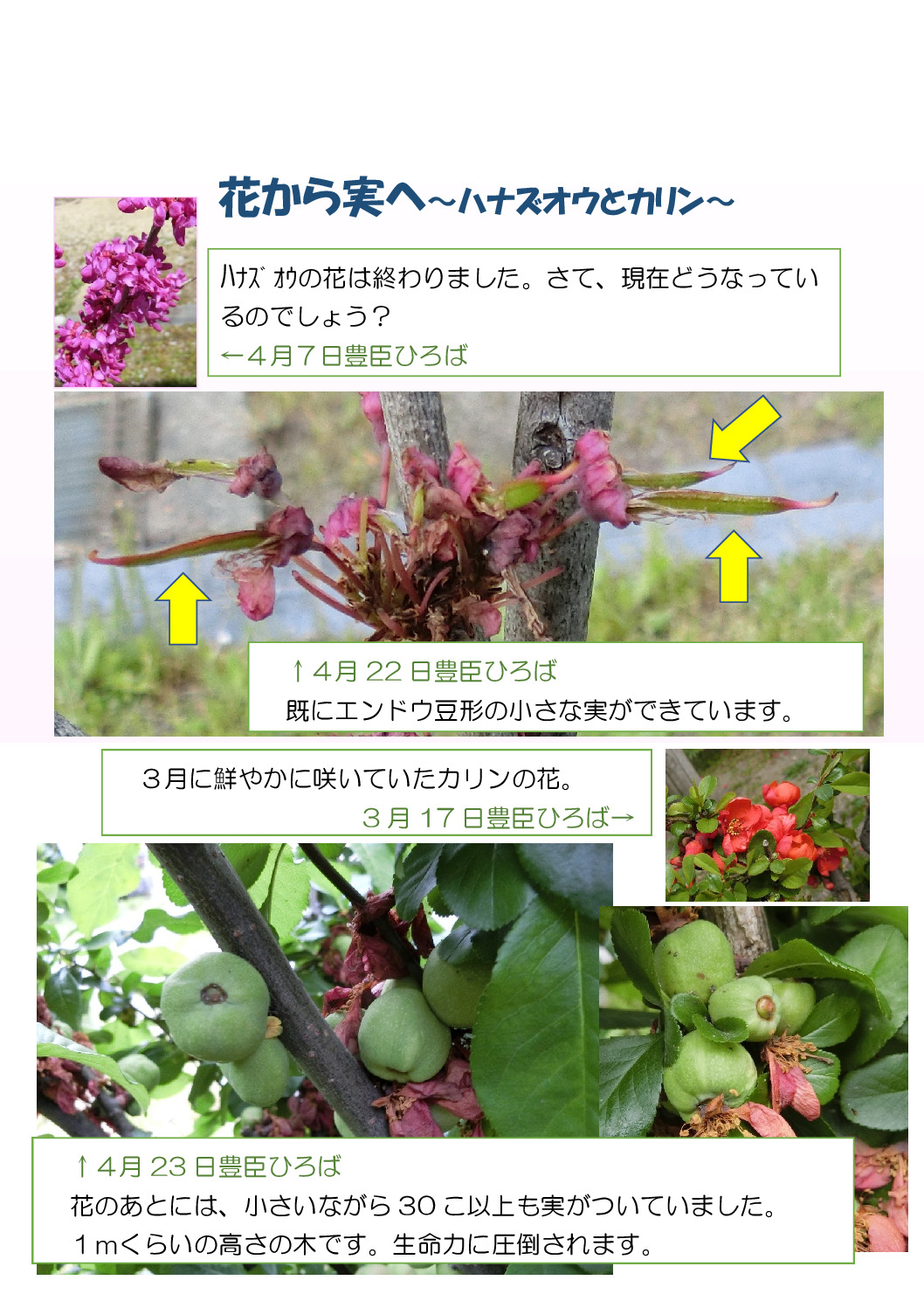 thumbnail of 花から実へ