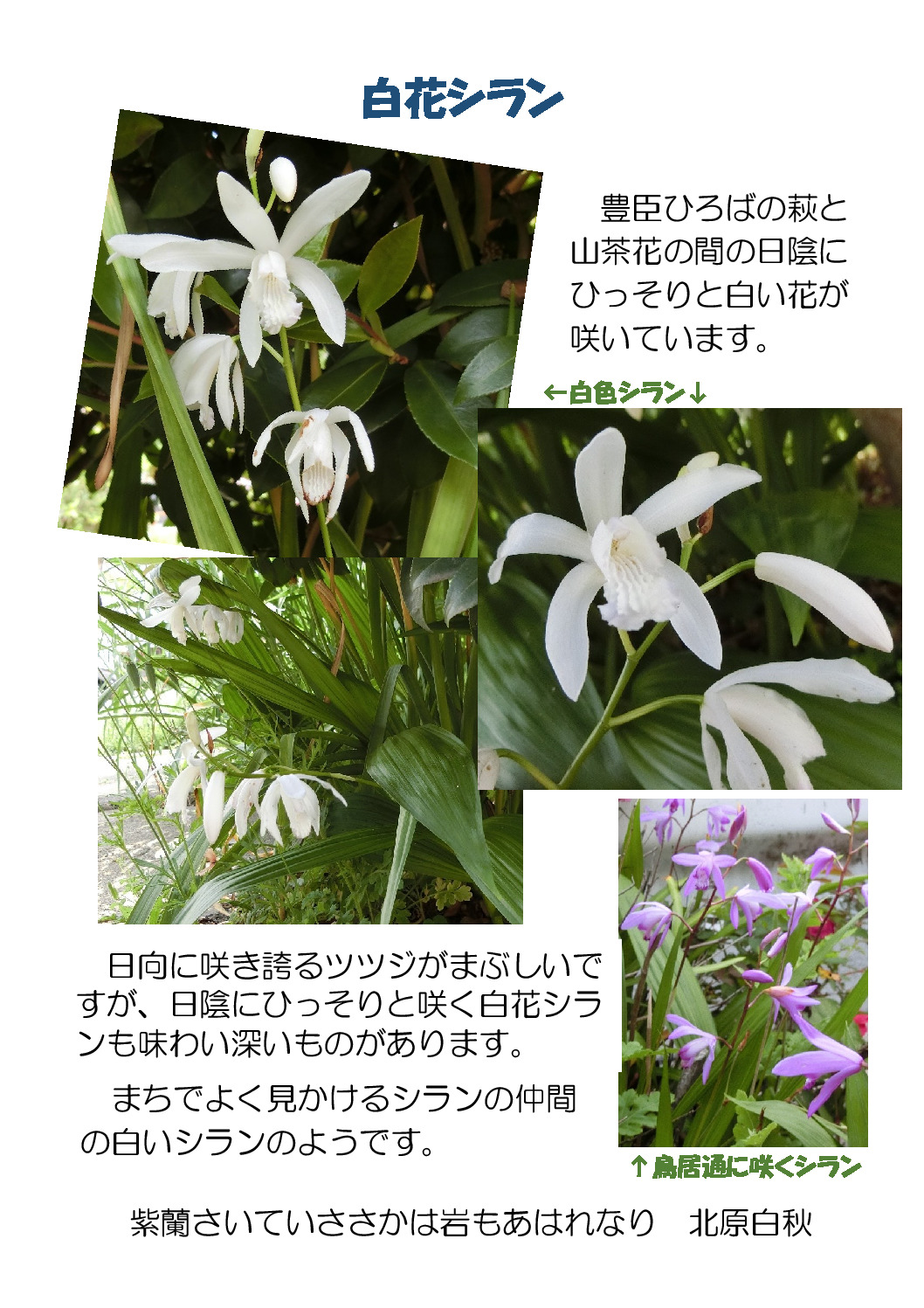 thumbnail of 白花シラン