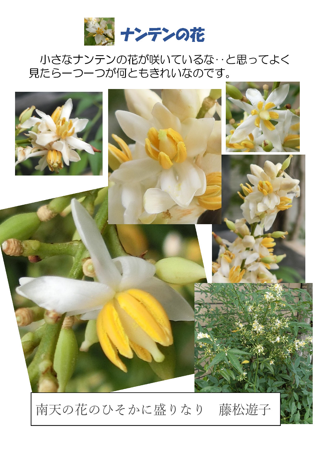 thumbnail of ナンテンの花