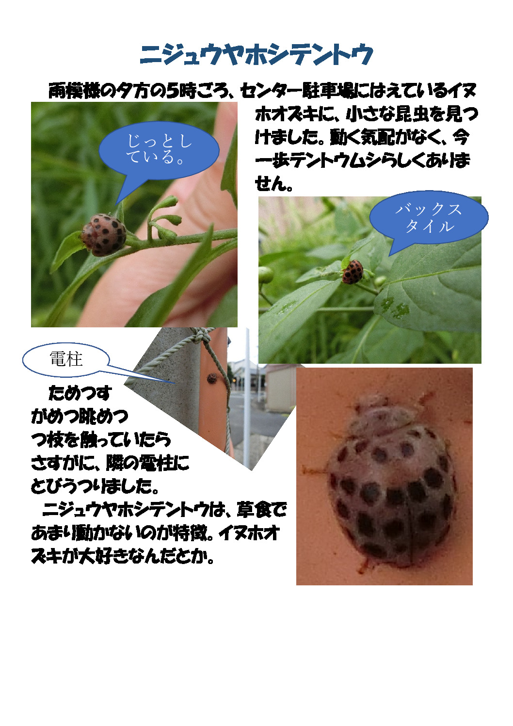 thumbnail of ニジュウヤボシテントウ