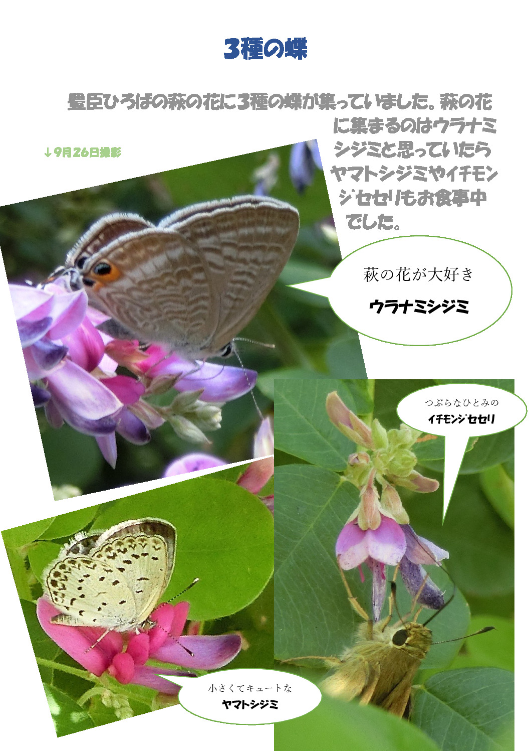 thumbnail of ３種の蝶