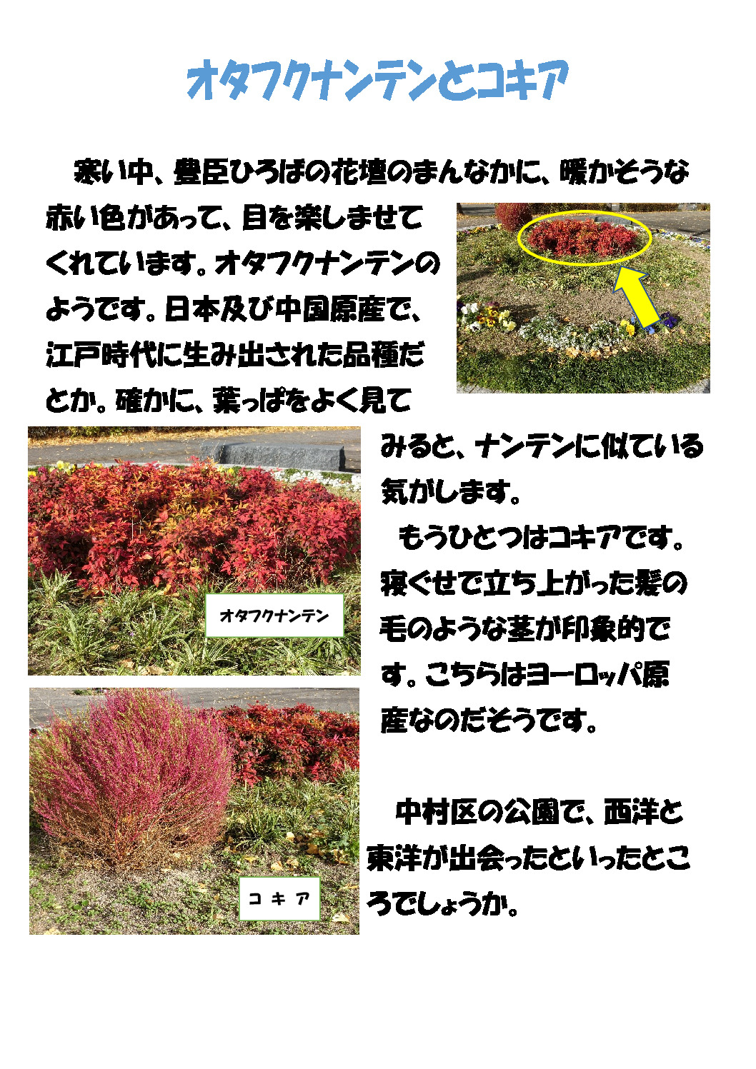 thumbnail of 赤い植物２種