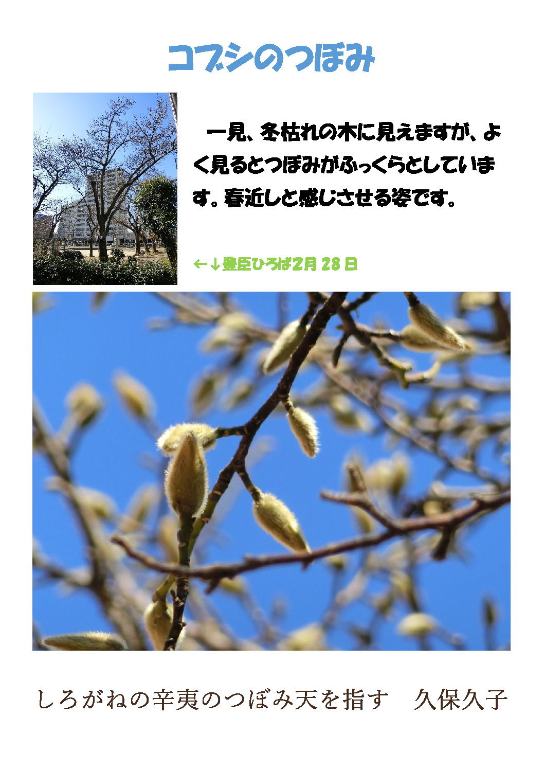 thumbnail of コブシの芽吹き