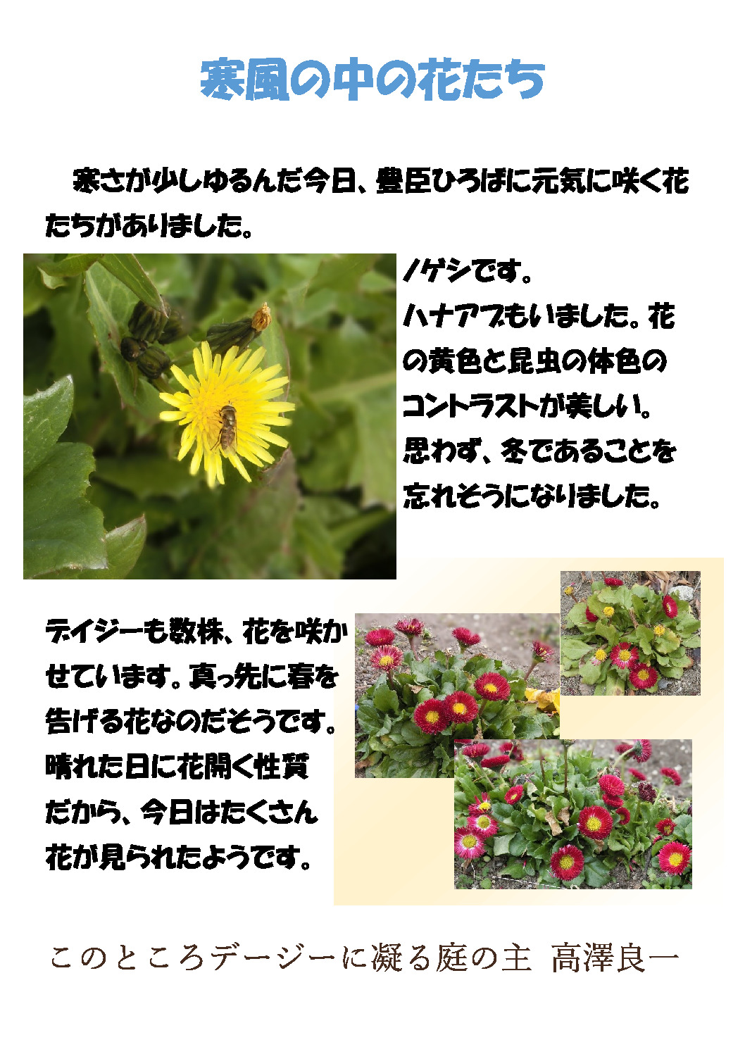 thumbnail of 寒風の中の花たち