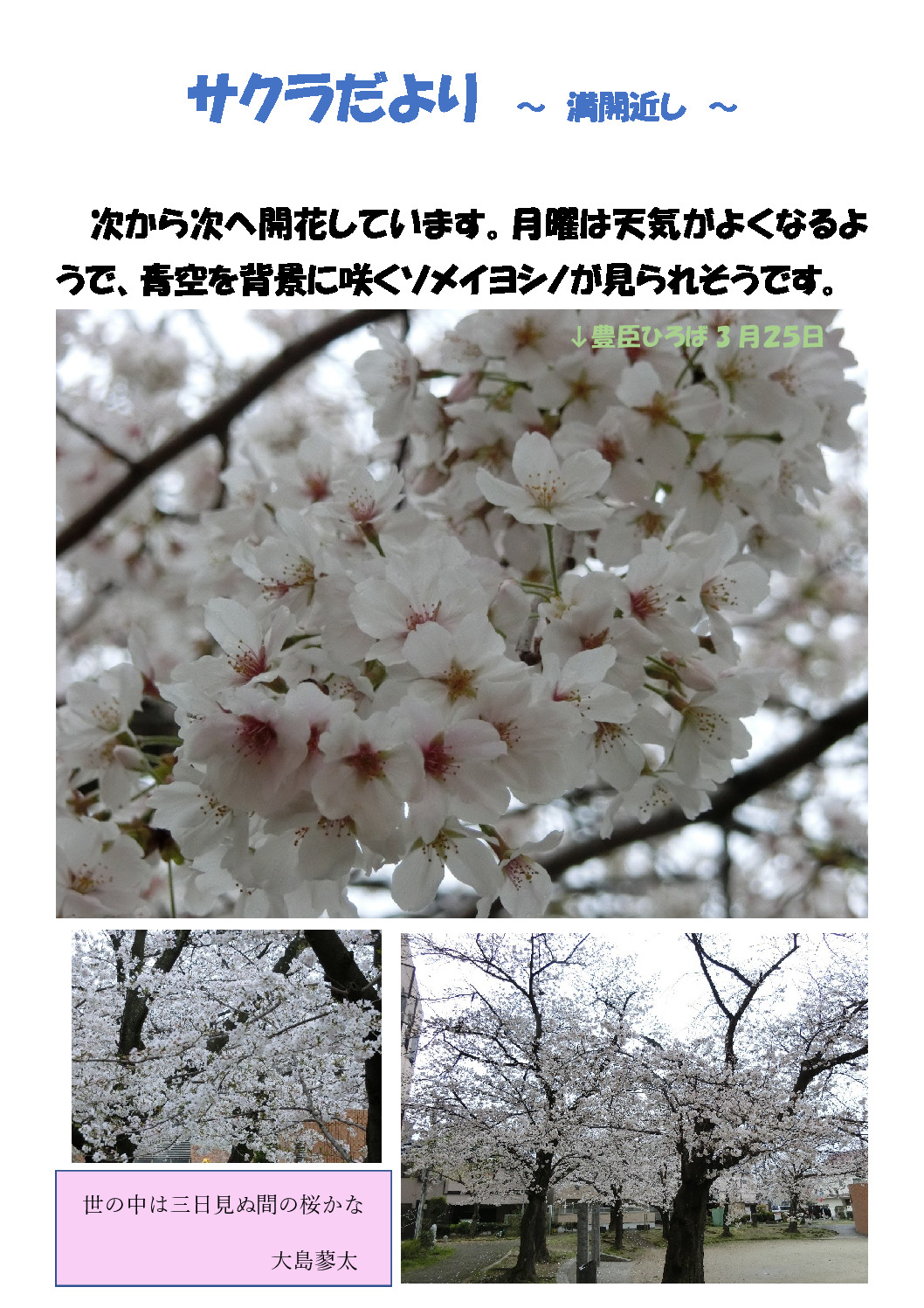 thumbnail of 桜　満開近し