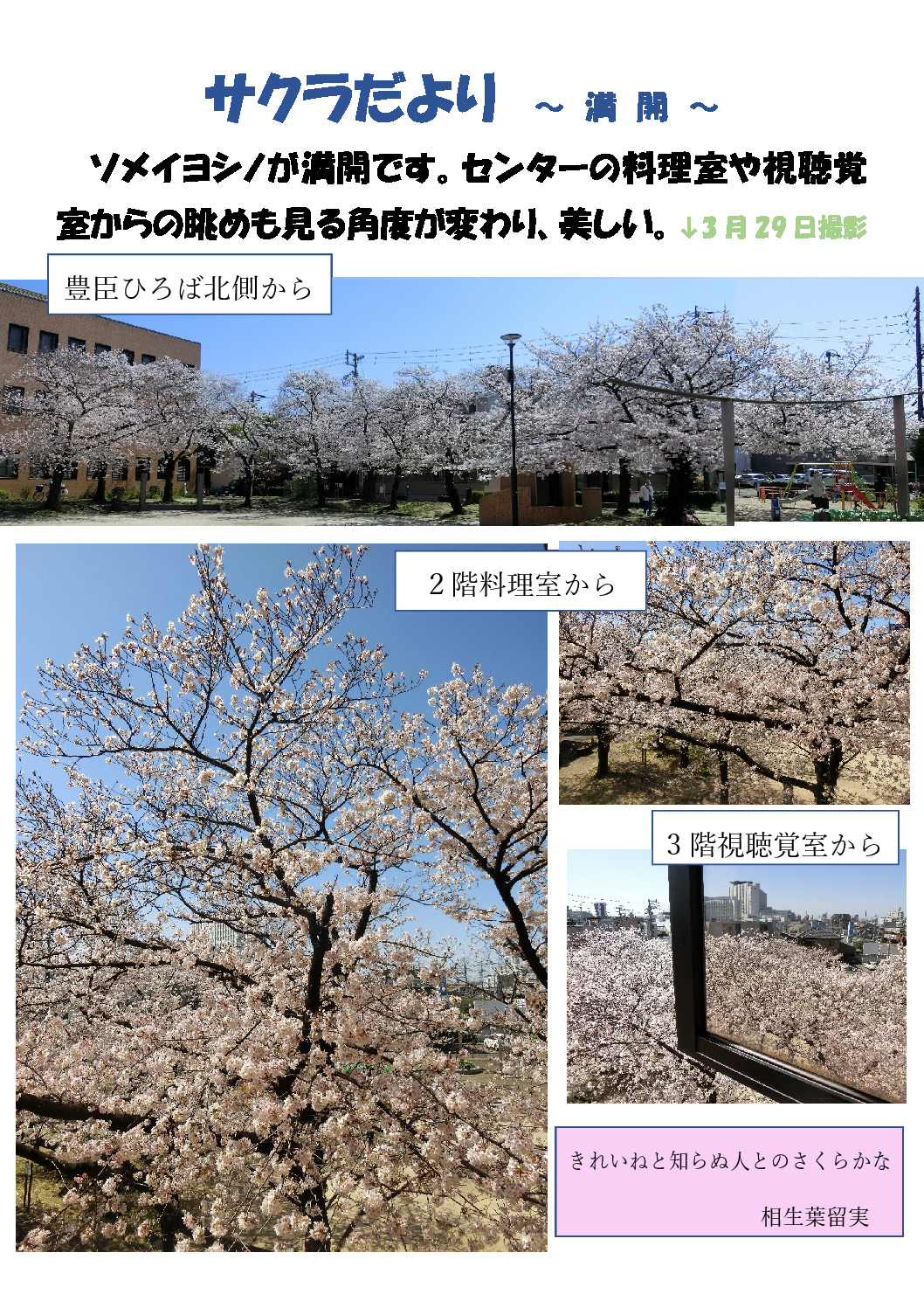 thumbnail of 桜　満開