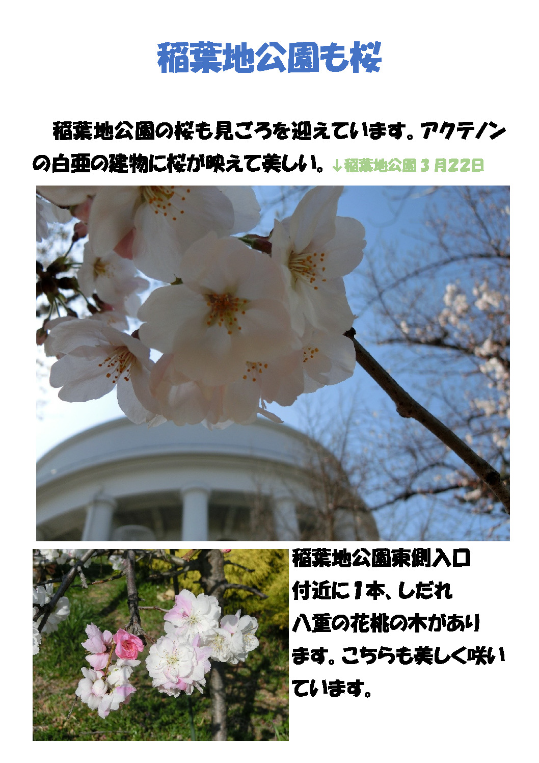 thumbnail of 稲葉地公園も桜