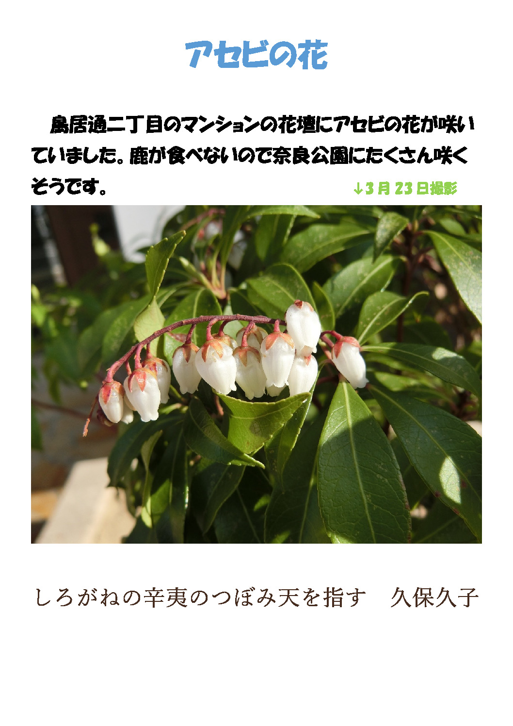 thumbnail of アセビ