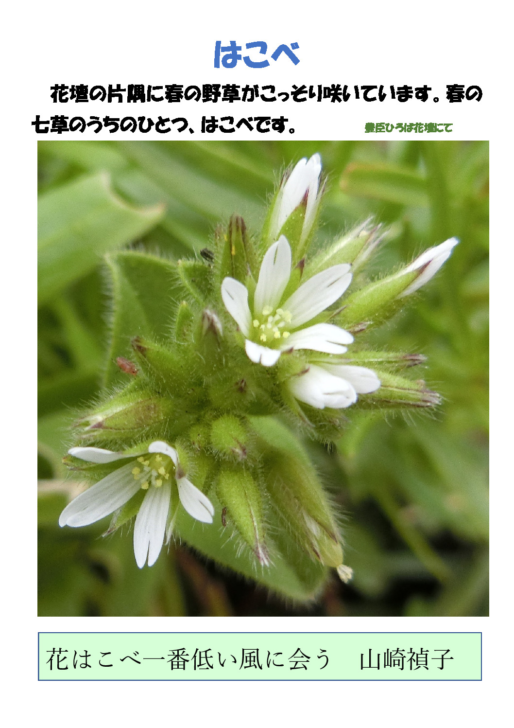 thumbnail of はこべ