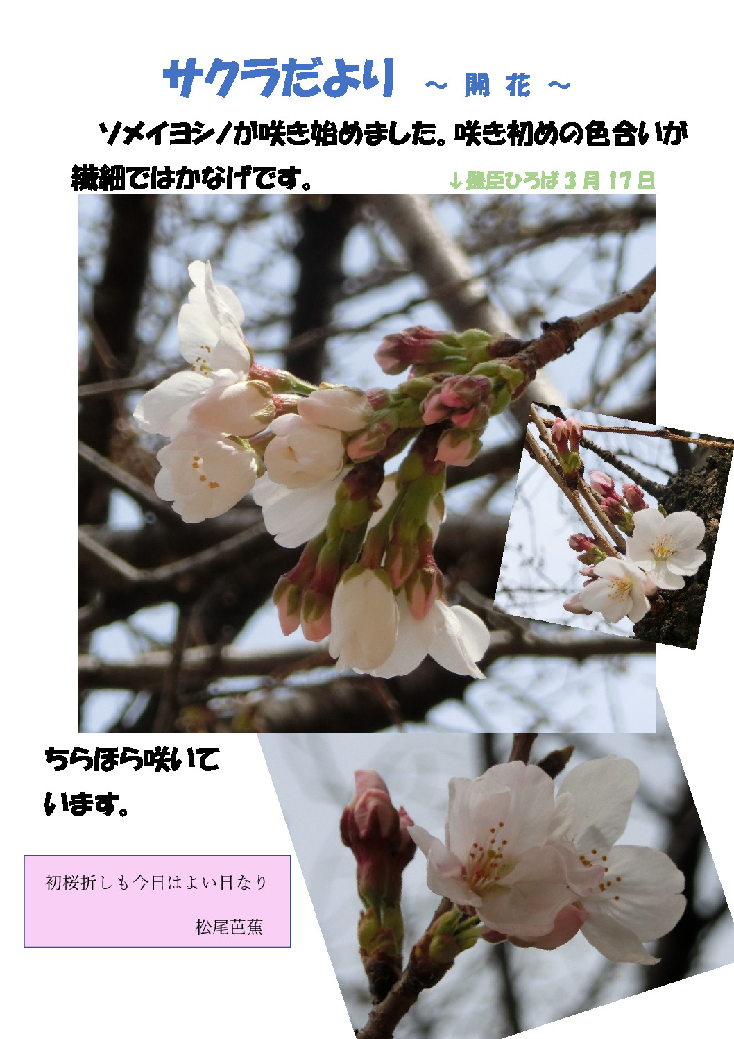 thumbnail of 桜　開花
