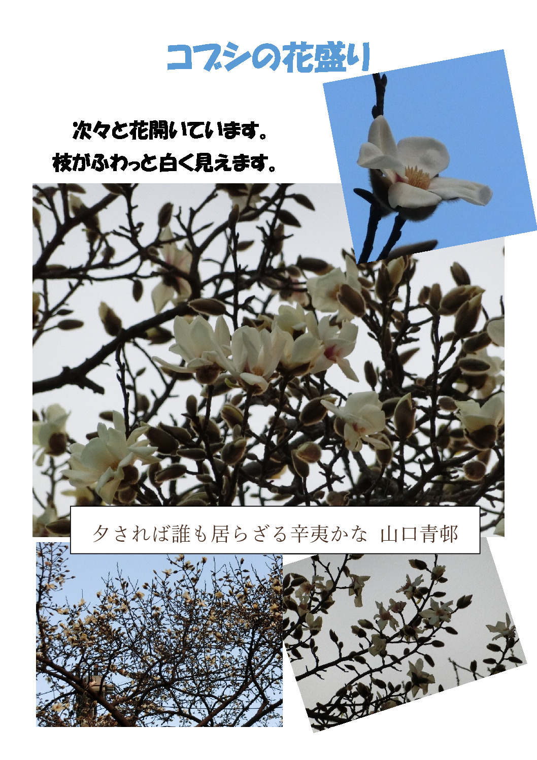 thumbnail of コブシの花盛り