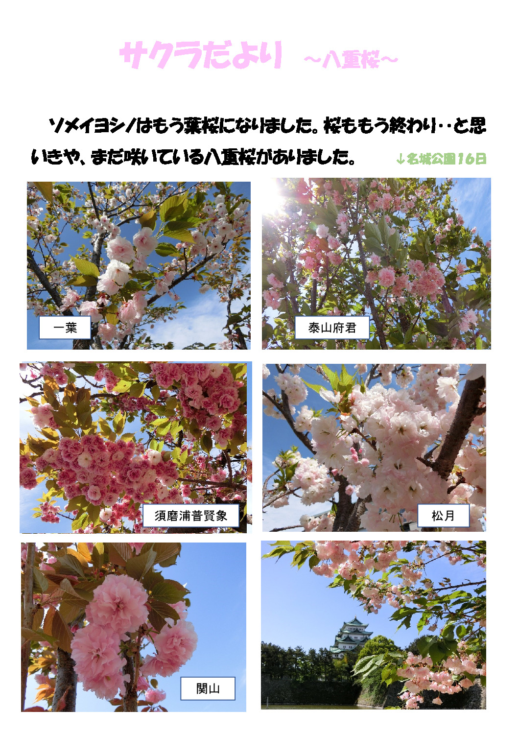 thumbnail of 八重桜
