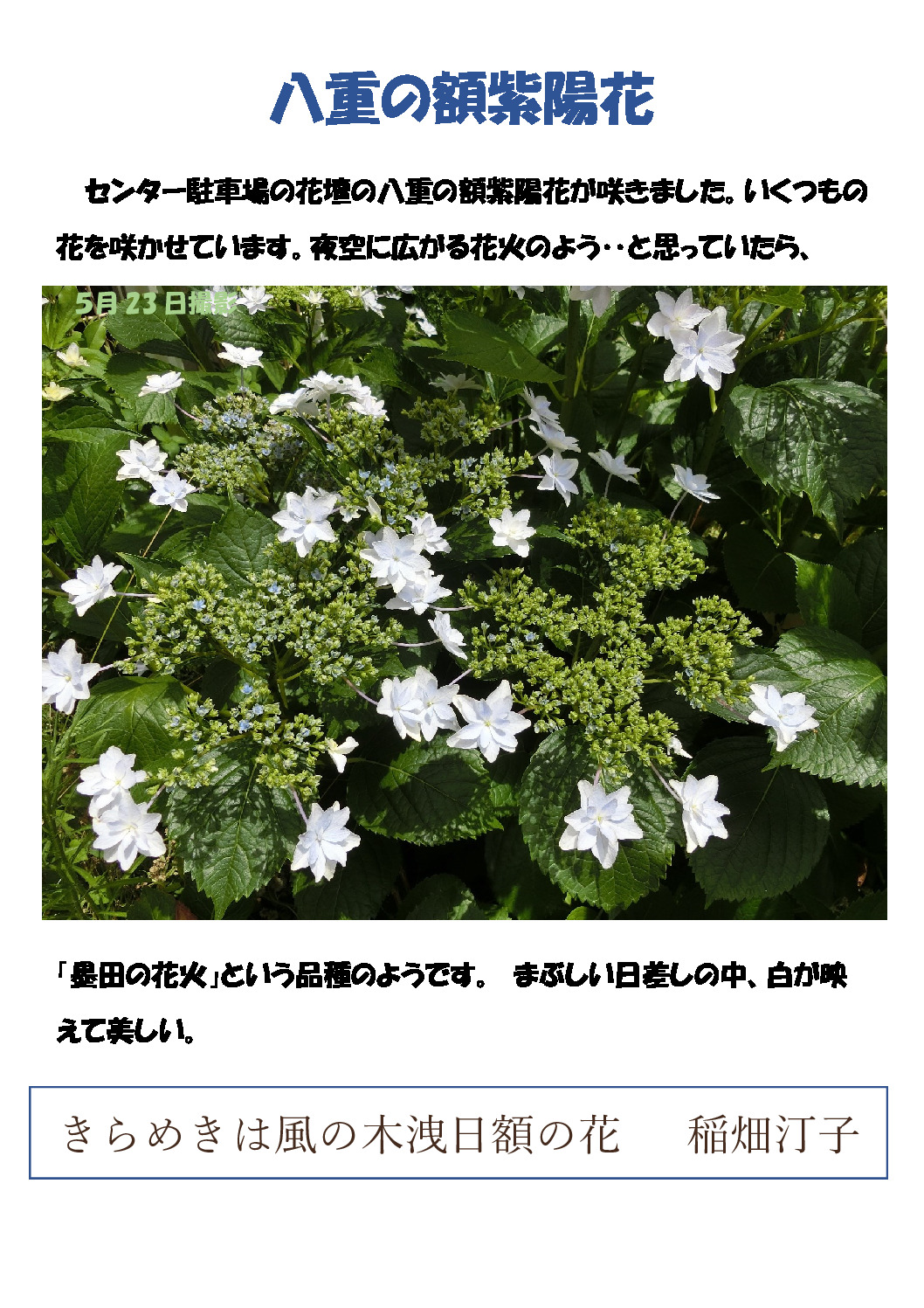 紫陽花のサムネイル