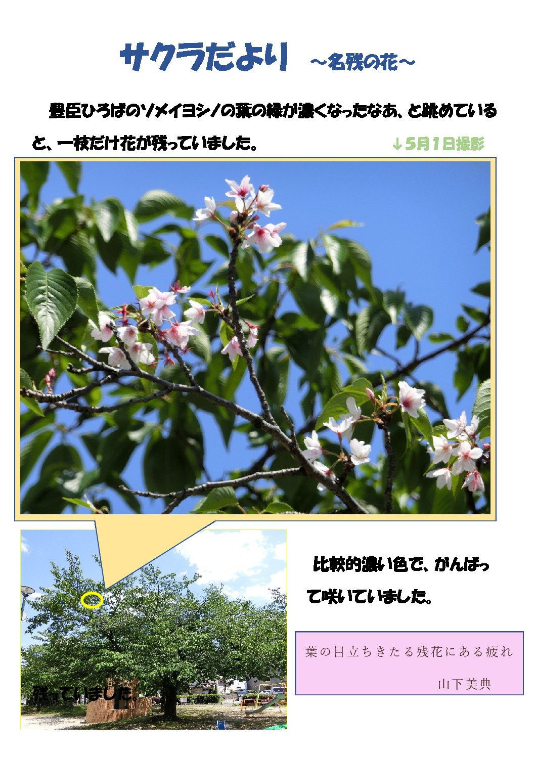 thumbnail of 桜　名残