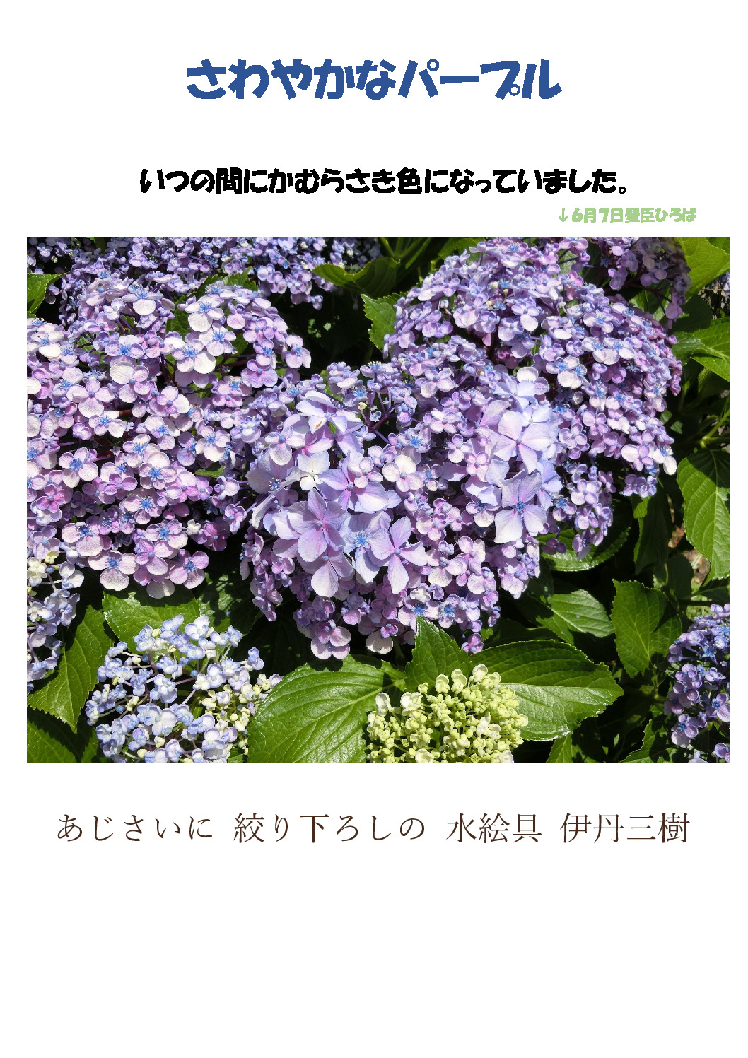 紫陽花七変化のサムネイル