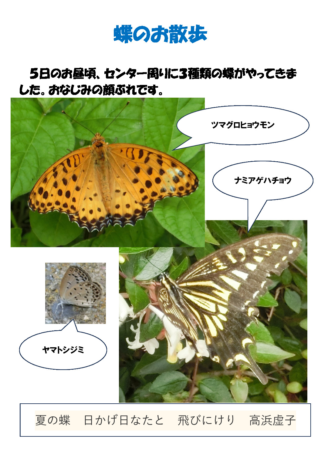 蝶のサムネイル