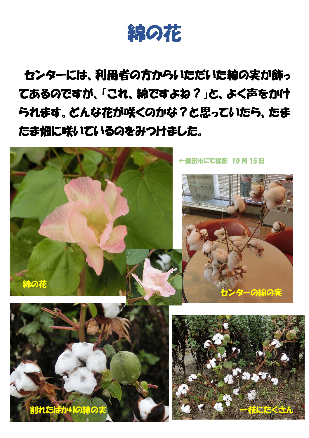 綿の花のサムネイル