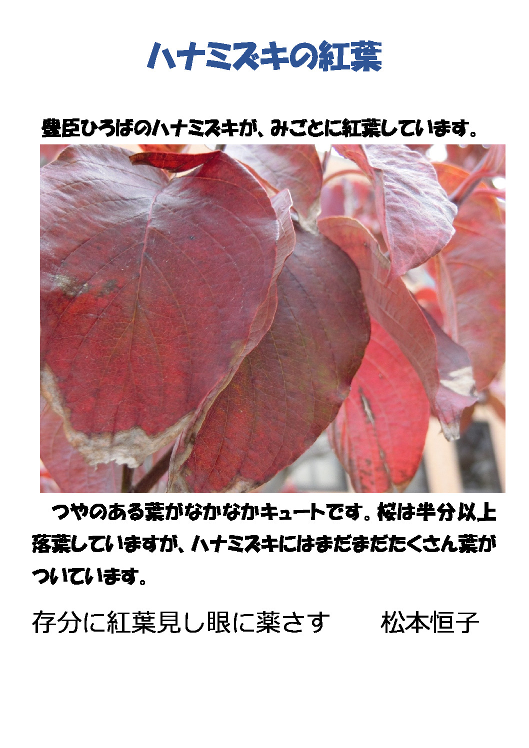 ハナミズキの紅葉のサムネイル