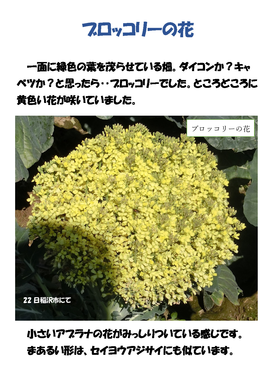 ブロッコリーの花のサムネイル