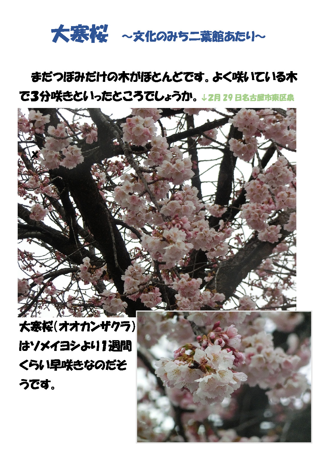 緋寒桜のサムネイル