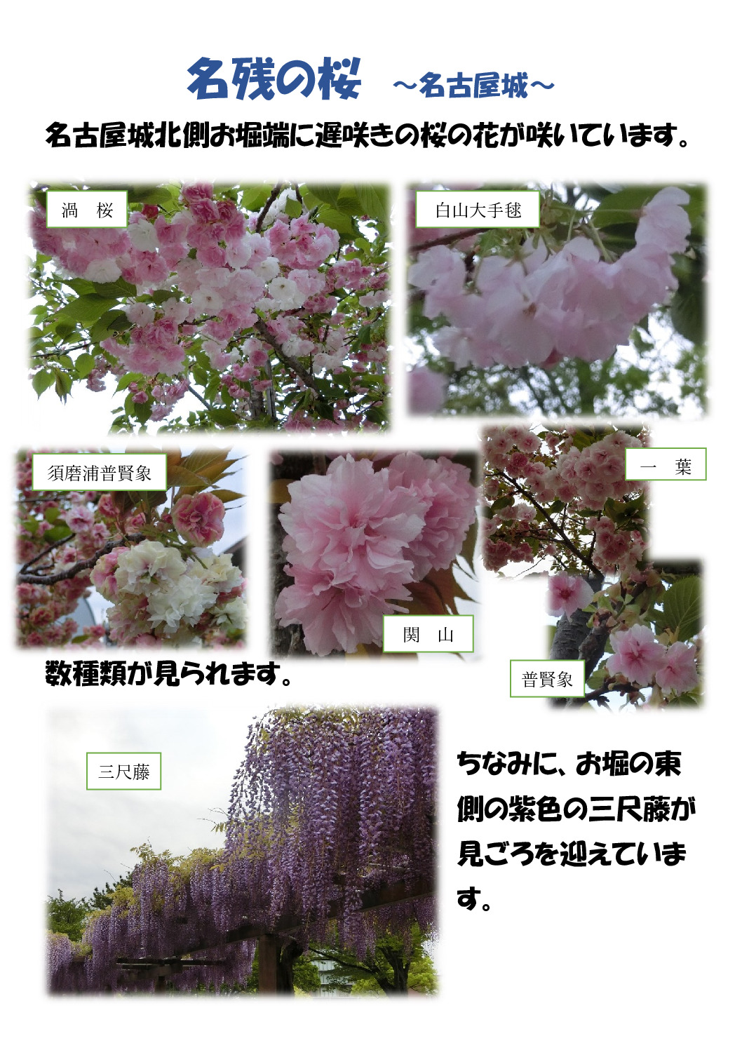 名残の桜のサムネイル