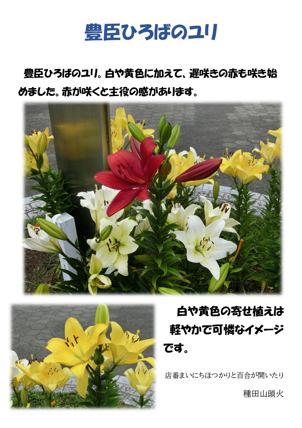 ゆりのサムネイル