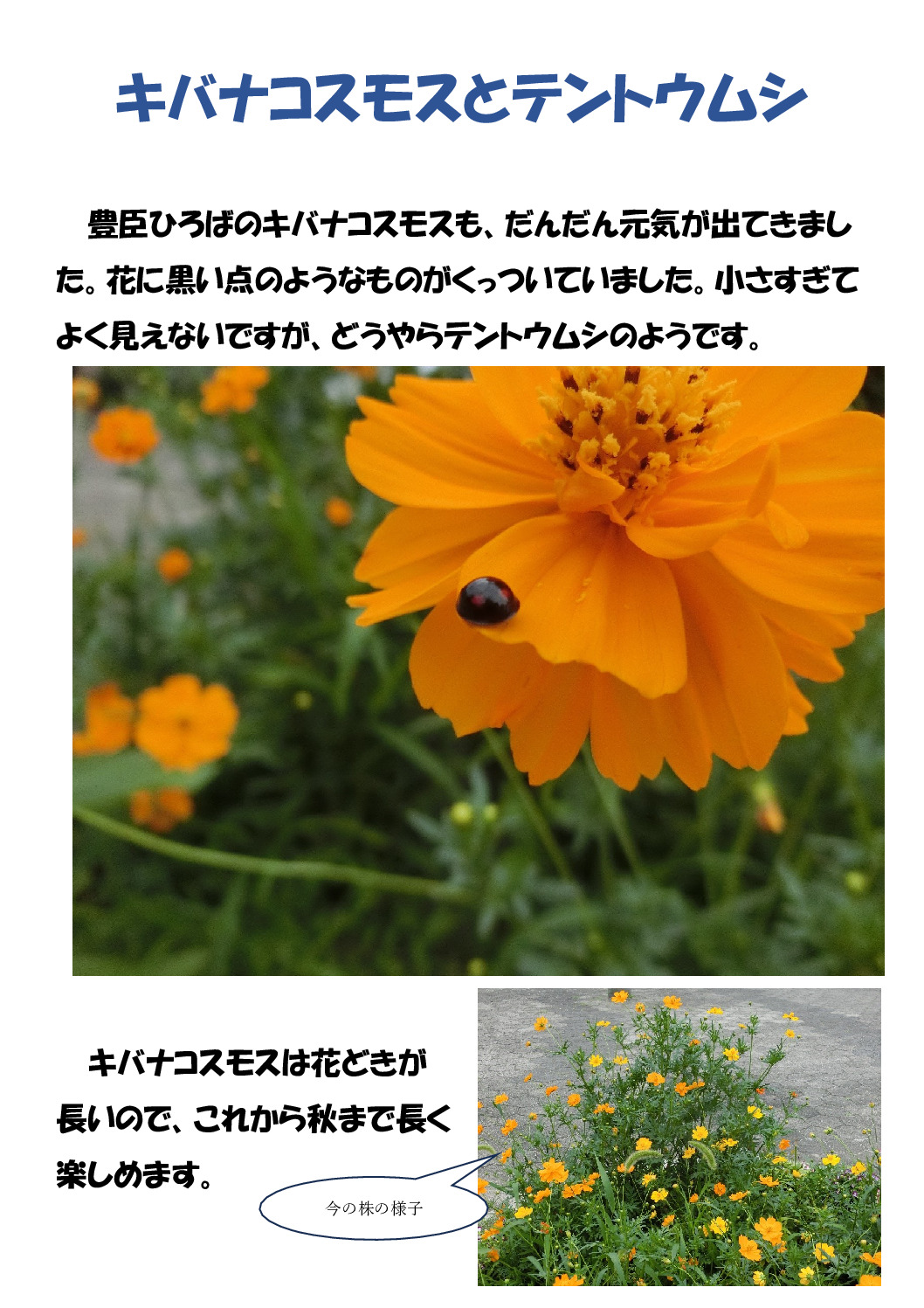 キバナのサムネイル