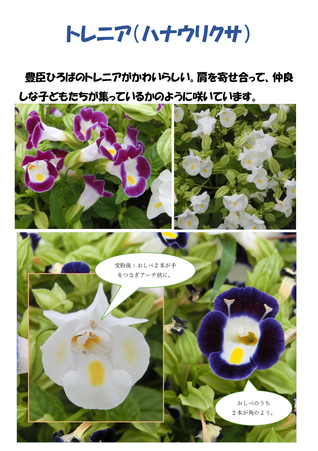 トレニアのサムネイル