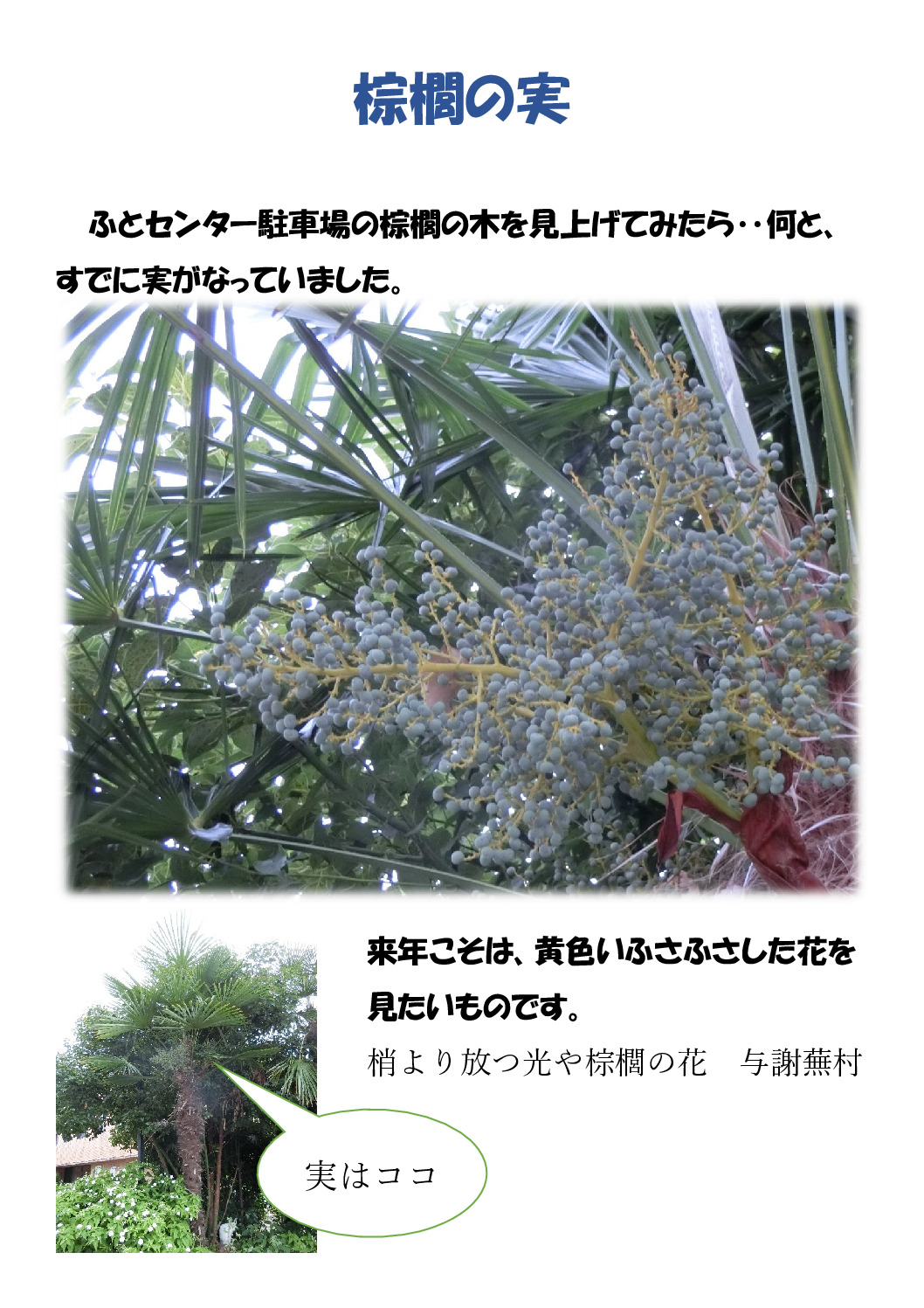 棕櫚の実のサムネイル