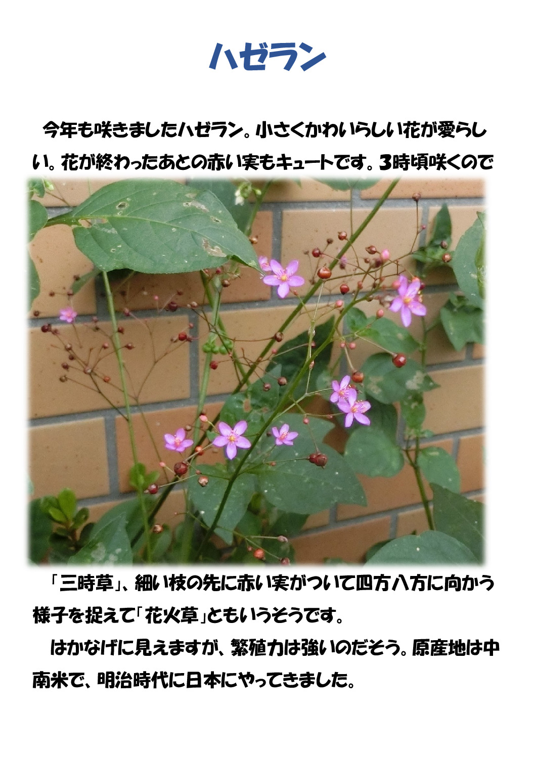 ハゼランのサムネイル