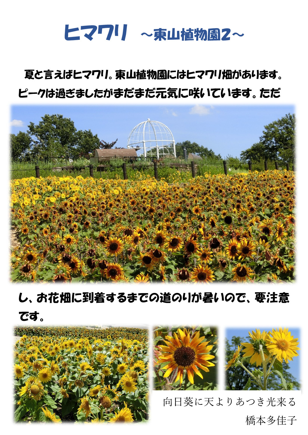 ヒマワリのサムネイル
